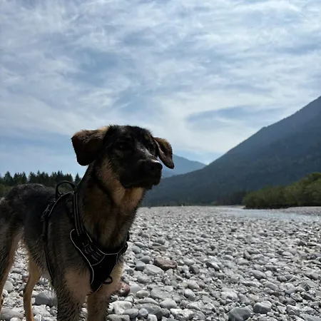 Lodge-b Διαμέρισμα Weissenbach am Lech